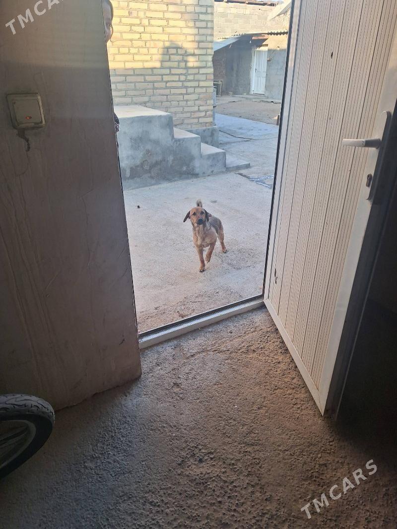 zwanok - Гарадамак Шор - img 9