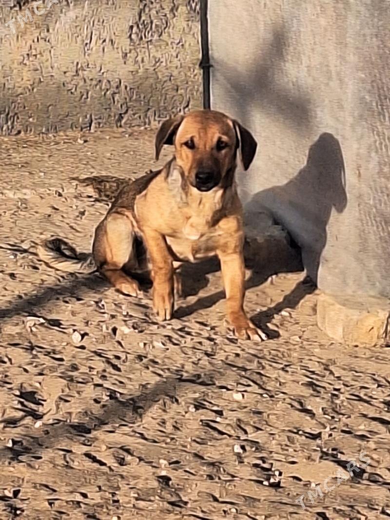 zwanok - Гарадамак Шор - img 3