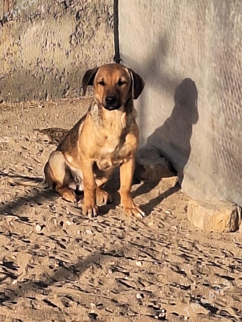 zwanok - Гарадамак Шор - img 5