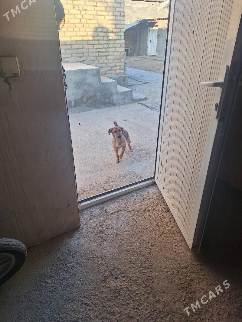 zwanok - Гарадамак Шор - img 8