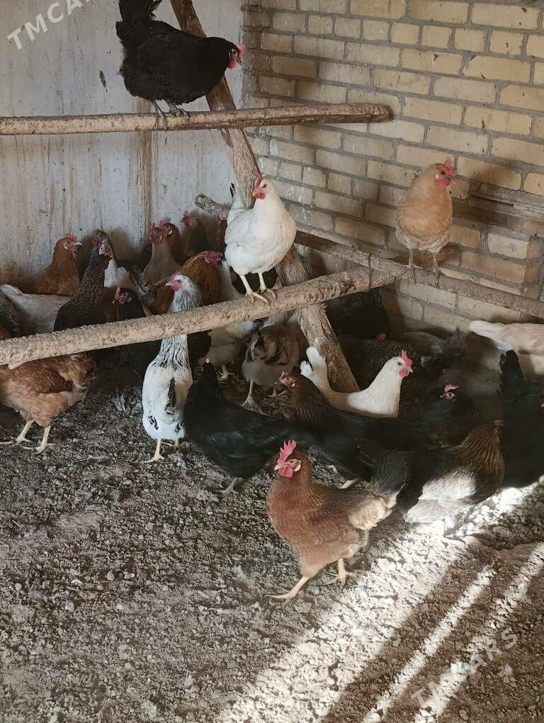 Dogup duran towuklar - Сакар - img 8