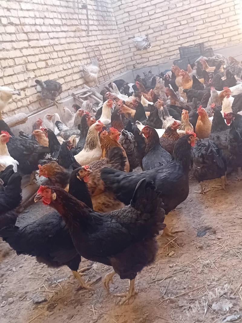 Dogup duran towuklar - Сакар - img 3