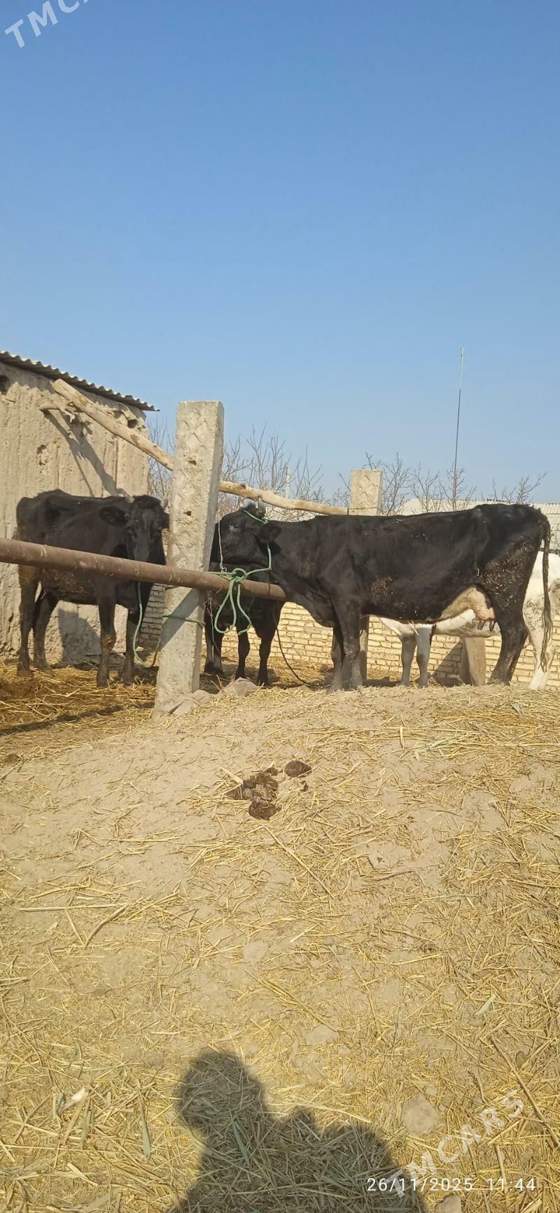 saglyk sygyrlar - Dänew - img 5