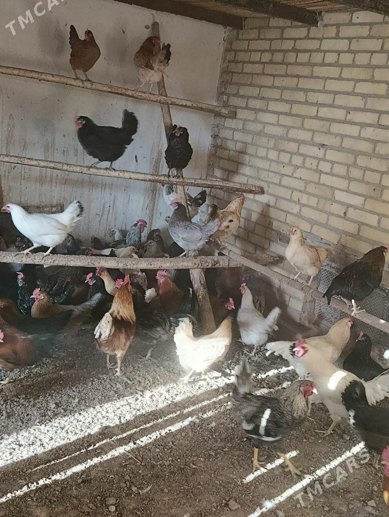 Dogup duran towuklar - Сакар - img 5