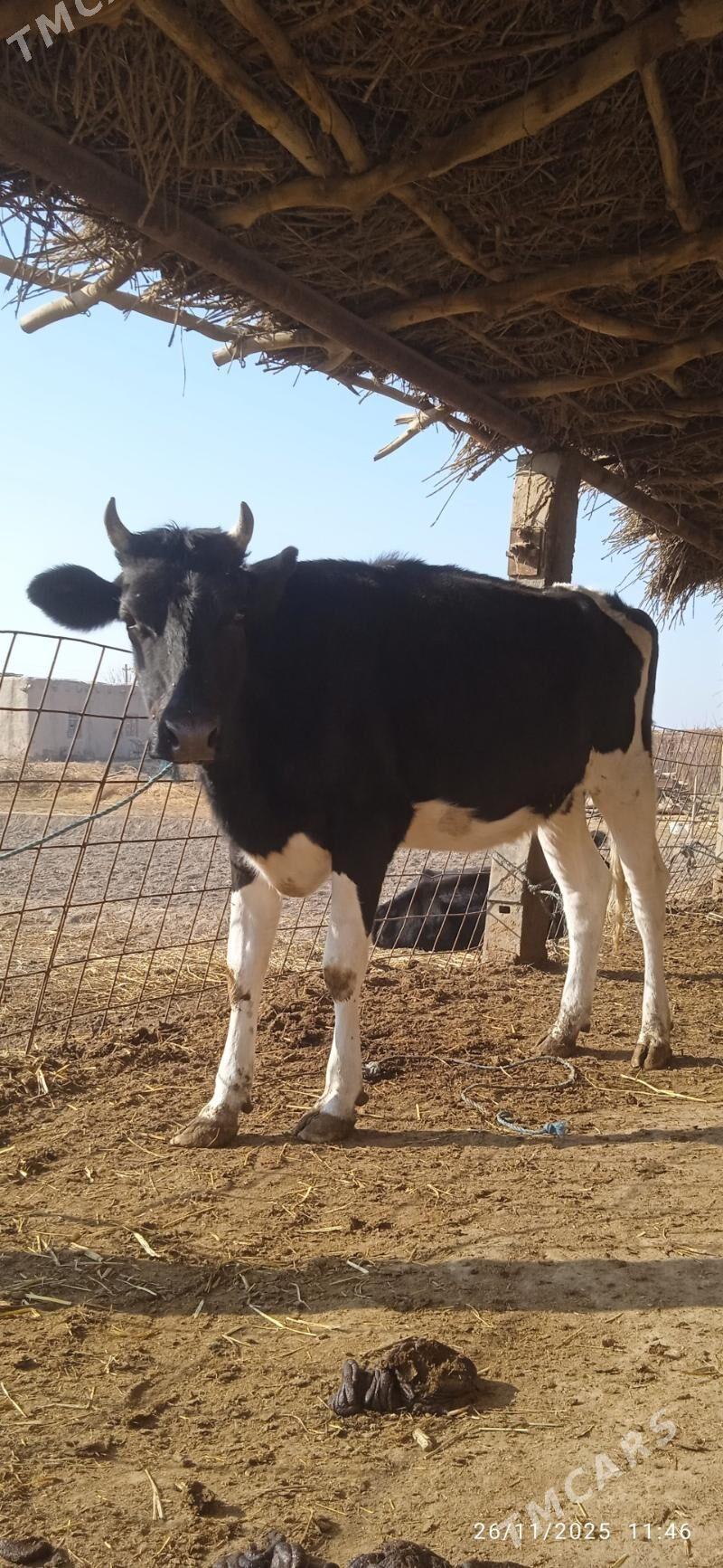 saglyk sygyrlar - Dänew - img 7