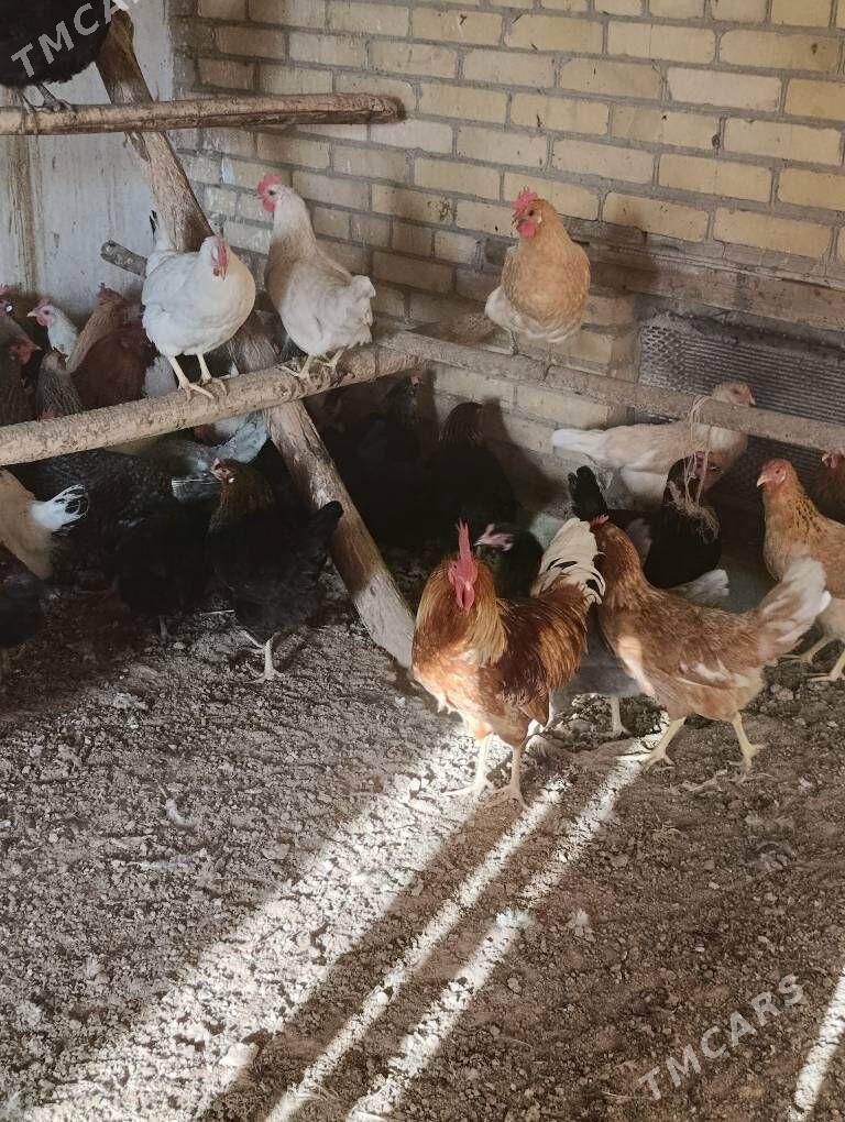 Dogup duran towuklar - Сакар - img 7