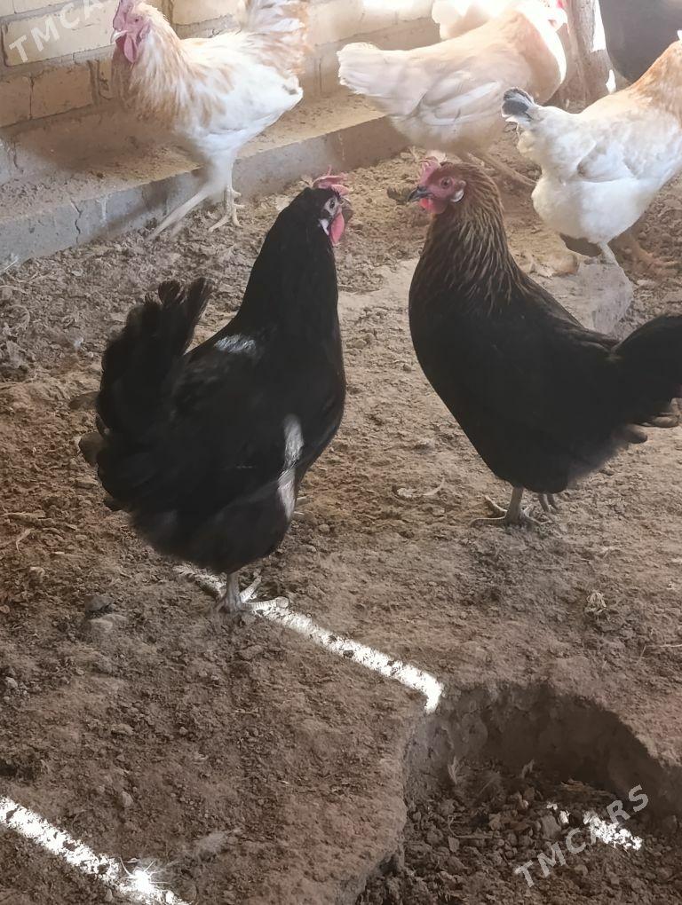 Dogup duran towuklar - Сакар - img 9