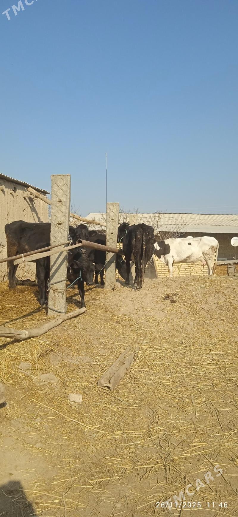 saglyk sygyrlar - Dänew - img 3