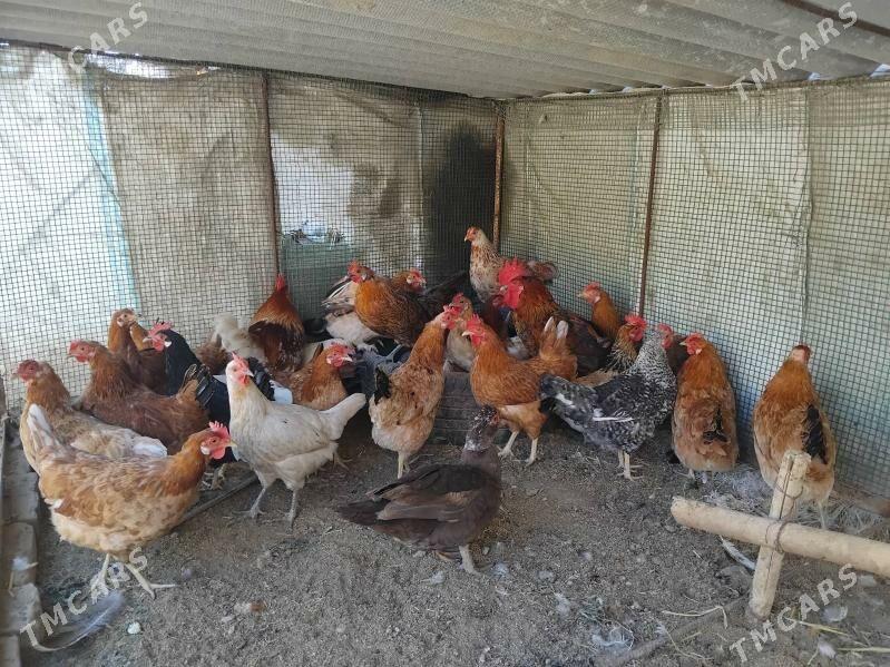 Dogup duran towuklar - Сакар - img 2