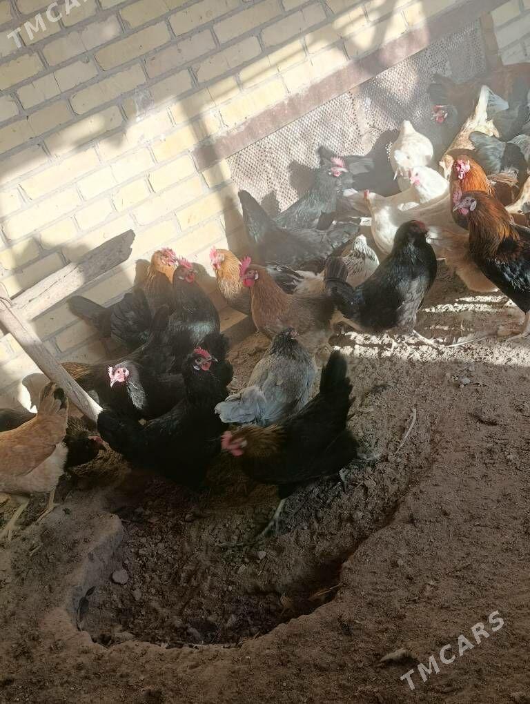 Dogup duran towuklar - Сакар - img 6