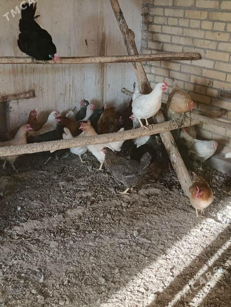 Dogup duran towuklar - Сакар - img 10