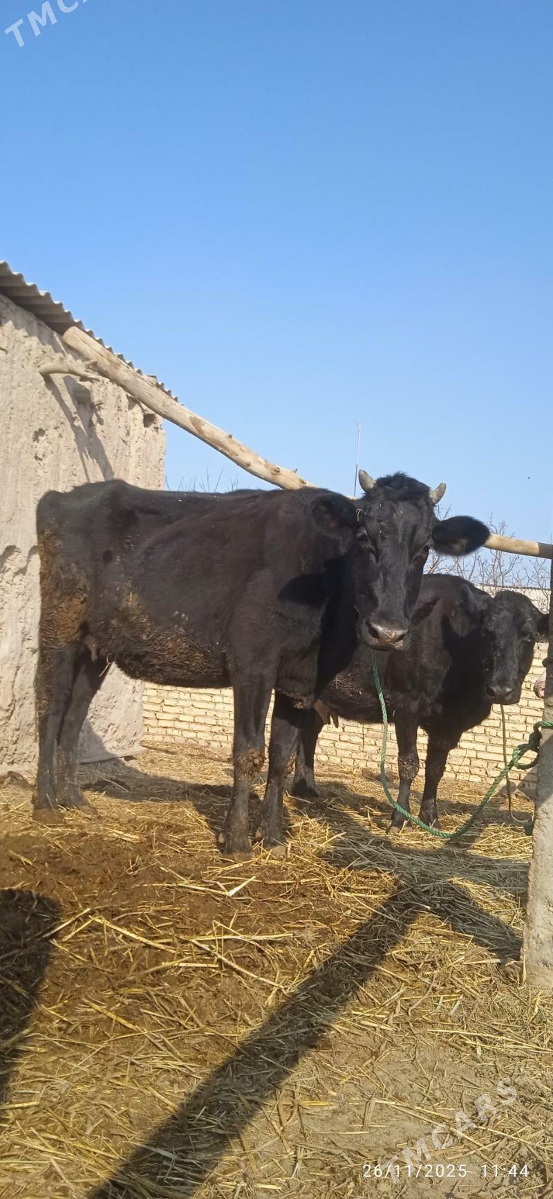 saglyk sygyrlar - Dänew - img 4