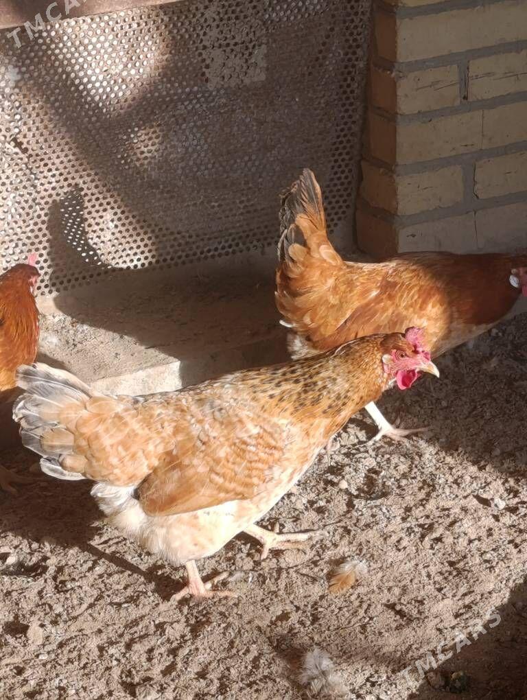 Dogup duran towuklar - Сакар - img 4