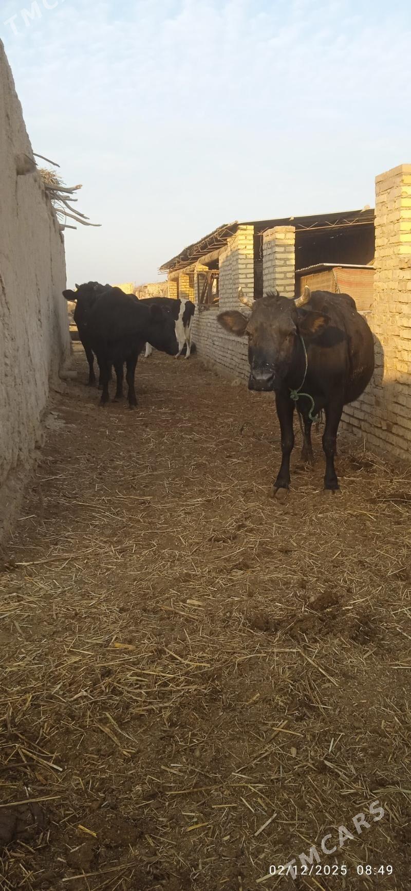 saglyk sygyrlar - Dänew - img 2