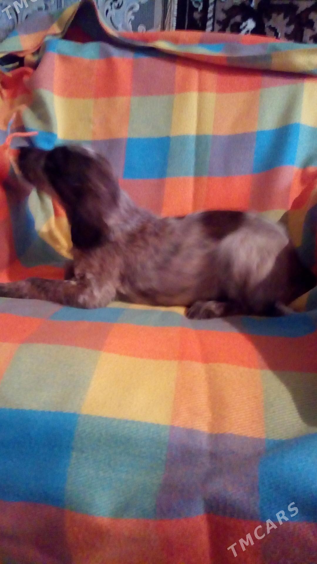 Щенок - Türkmenabat - img 2