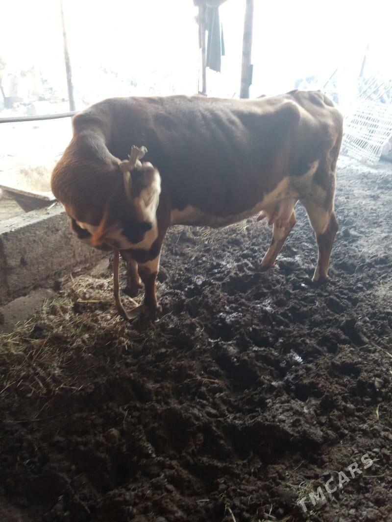 Сыгыр - Туркменабат - img 4