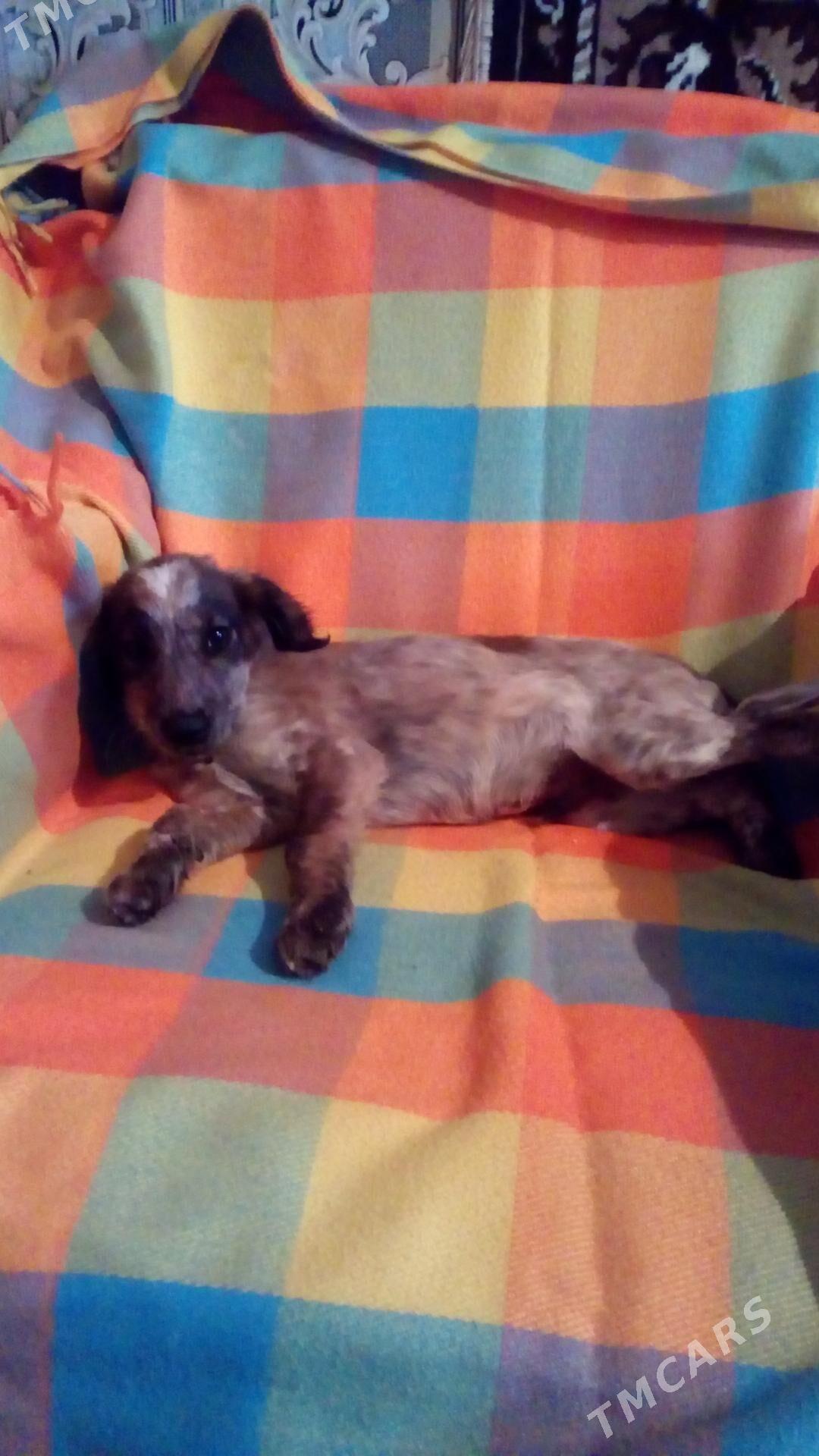 Щенок - Türkmenabat - img 3