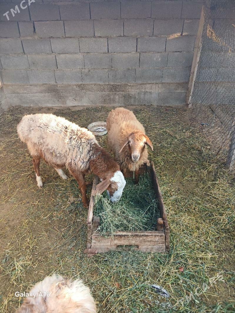 tokli - Бахарден - img 1