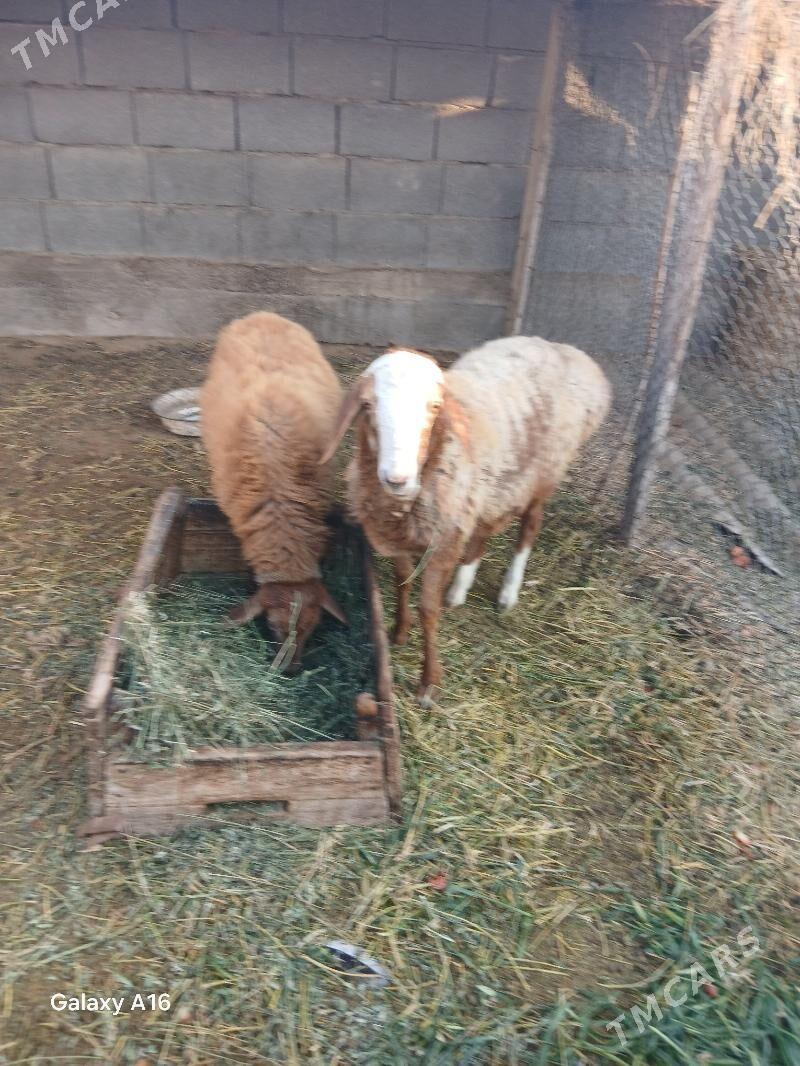 tokli - Бахарден - img 2