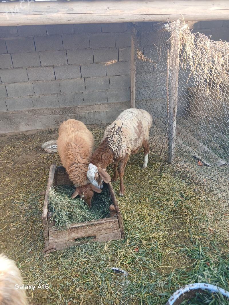 tokli - Бахарден - img 3