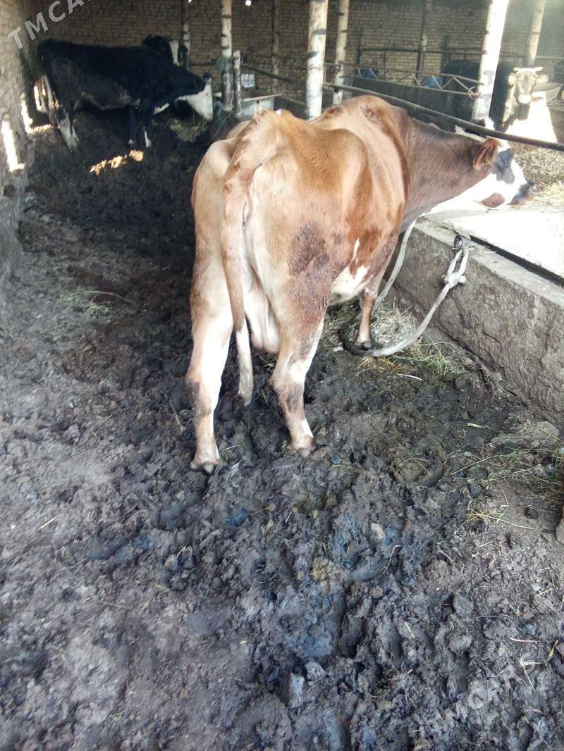 Сыгыр - Туркменабат - img 2