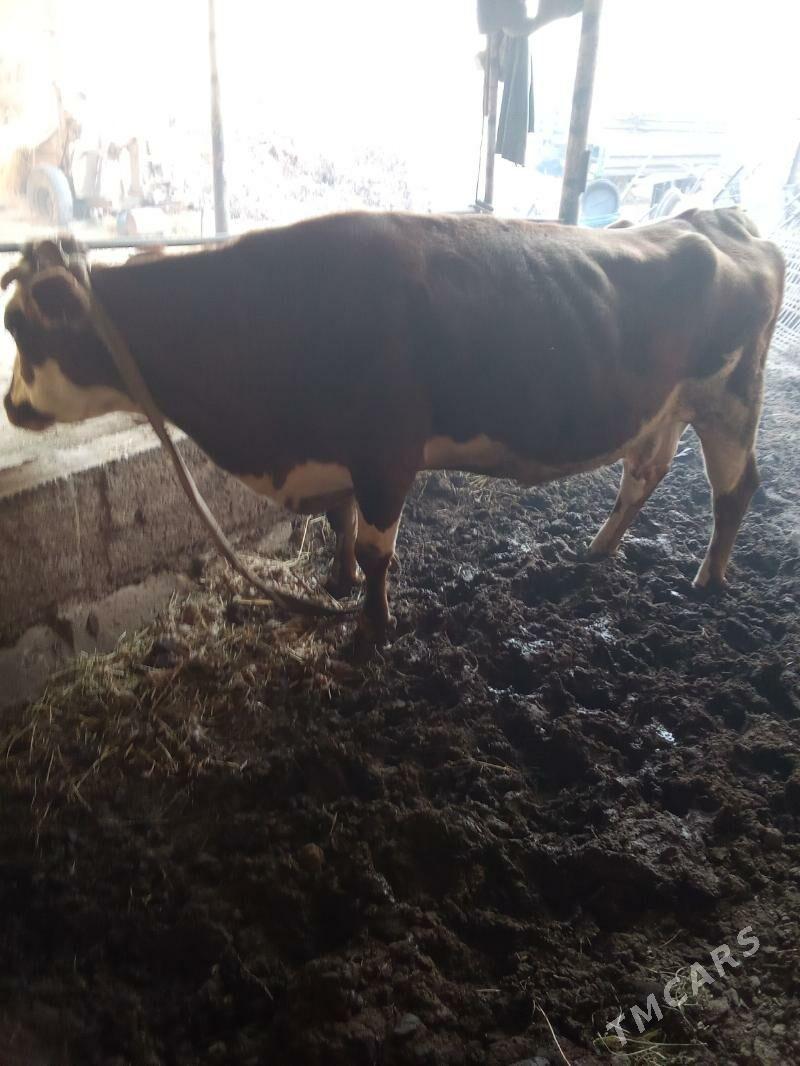 Сыгыр - Туркменабат - img 3