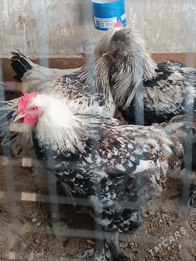 Balgar horoz - Анев - img 2