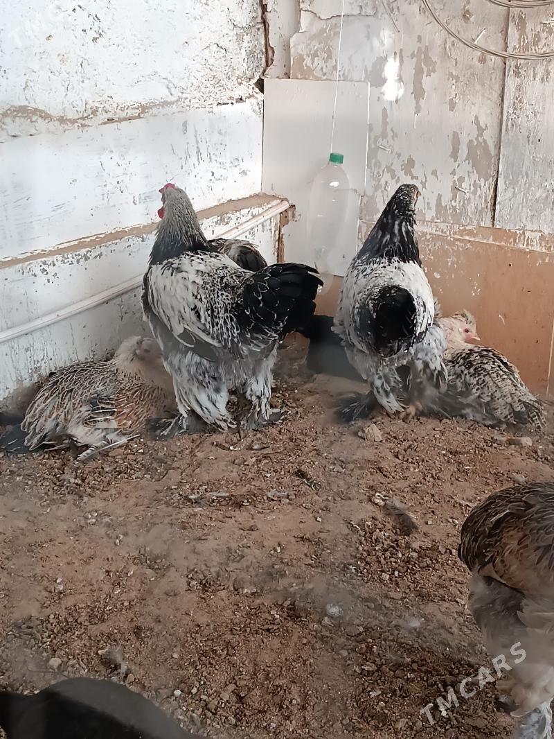 Balgar horoz - Анев - img 5