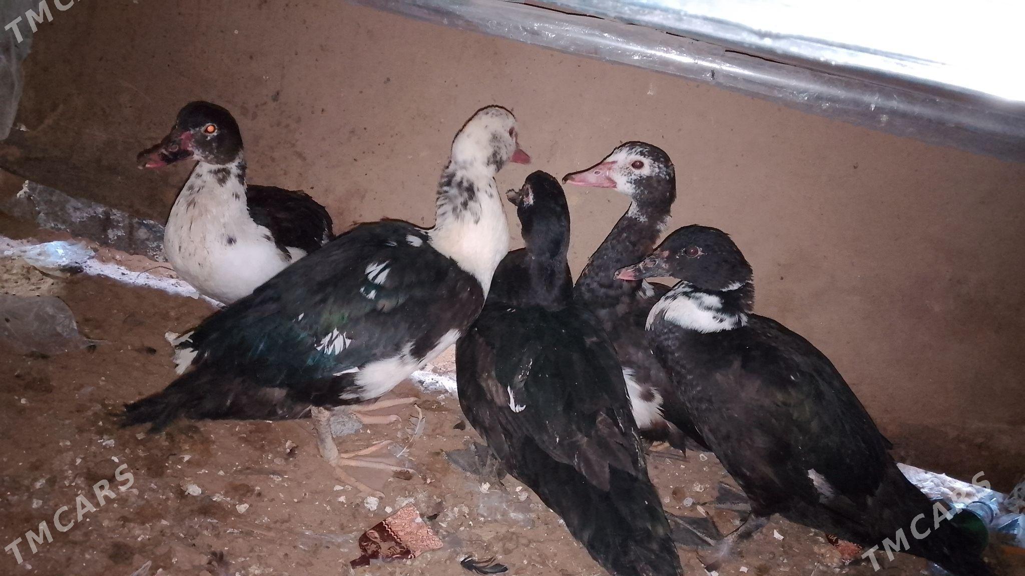 ördek - Шор дача - img 1