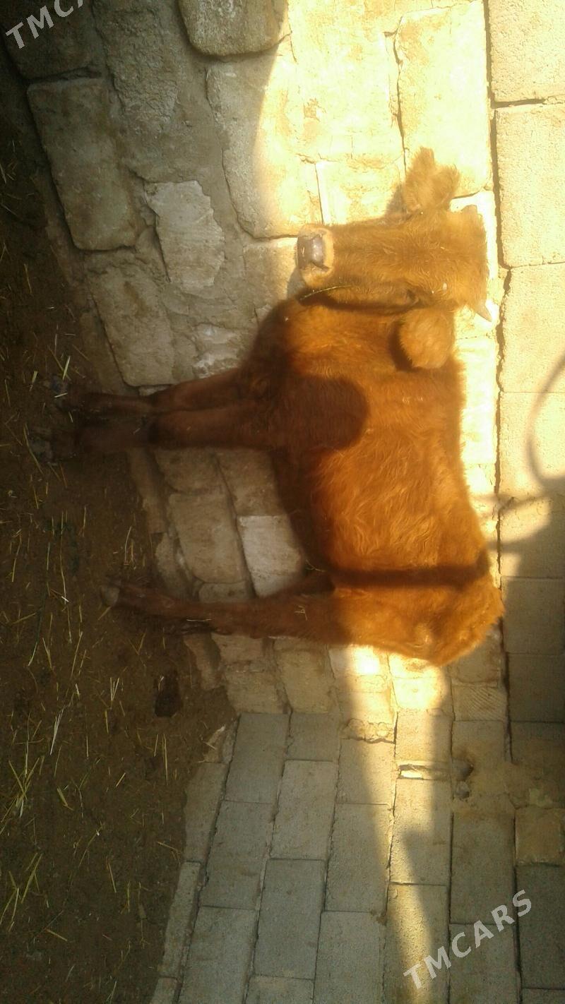 Tüwe - Гызыларбат - img 2