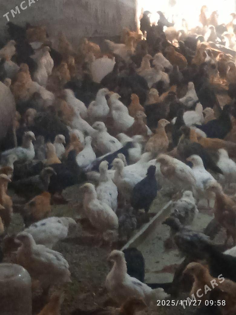 towuk juyje - Мургап - img 2