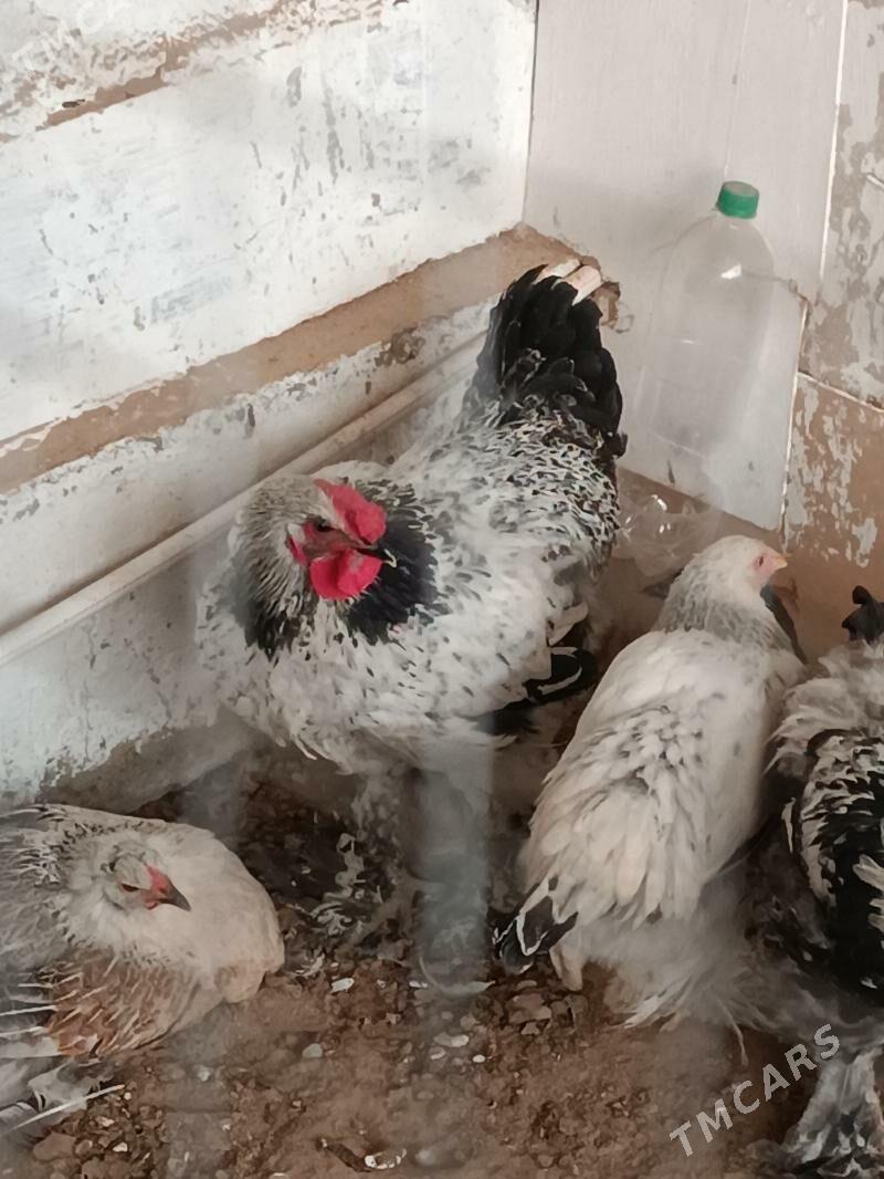 Balgar horoz - Анев - img 3