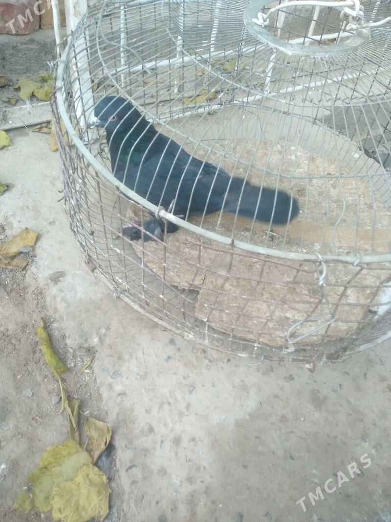 kepter - Türkmenabat - img 2