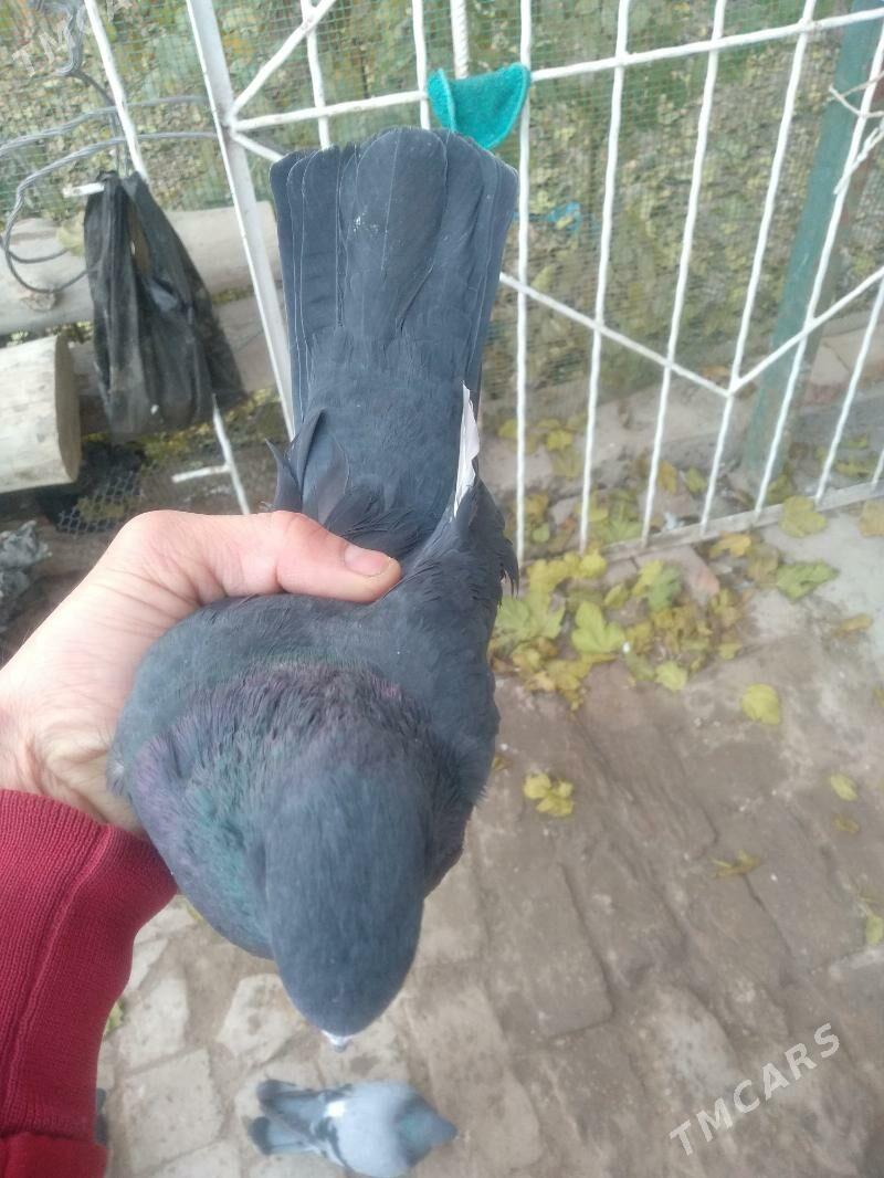 kepter - Türkmenabat - img 3