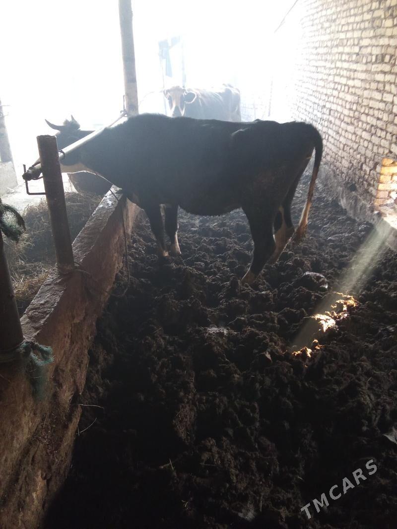 Сыгыр - Türkmenabat - img 4