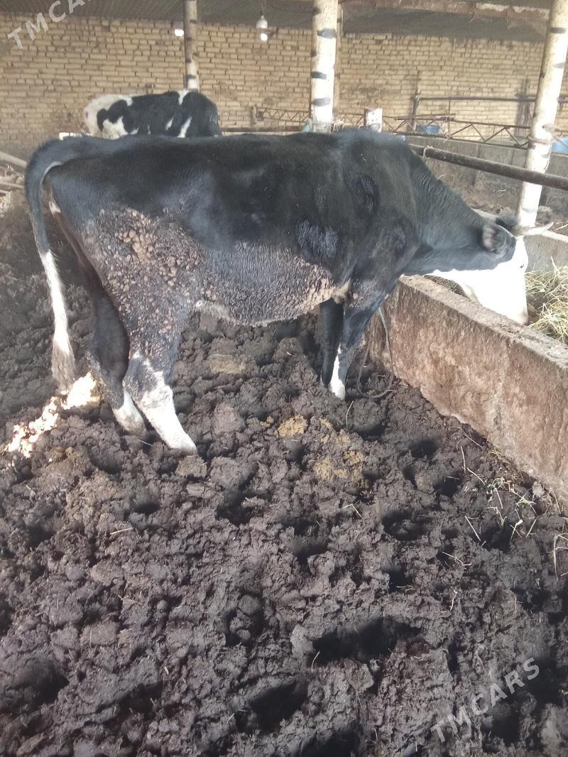 Сыгыр - Türkmenabat - img 3