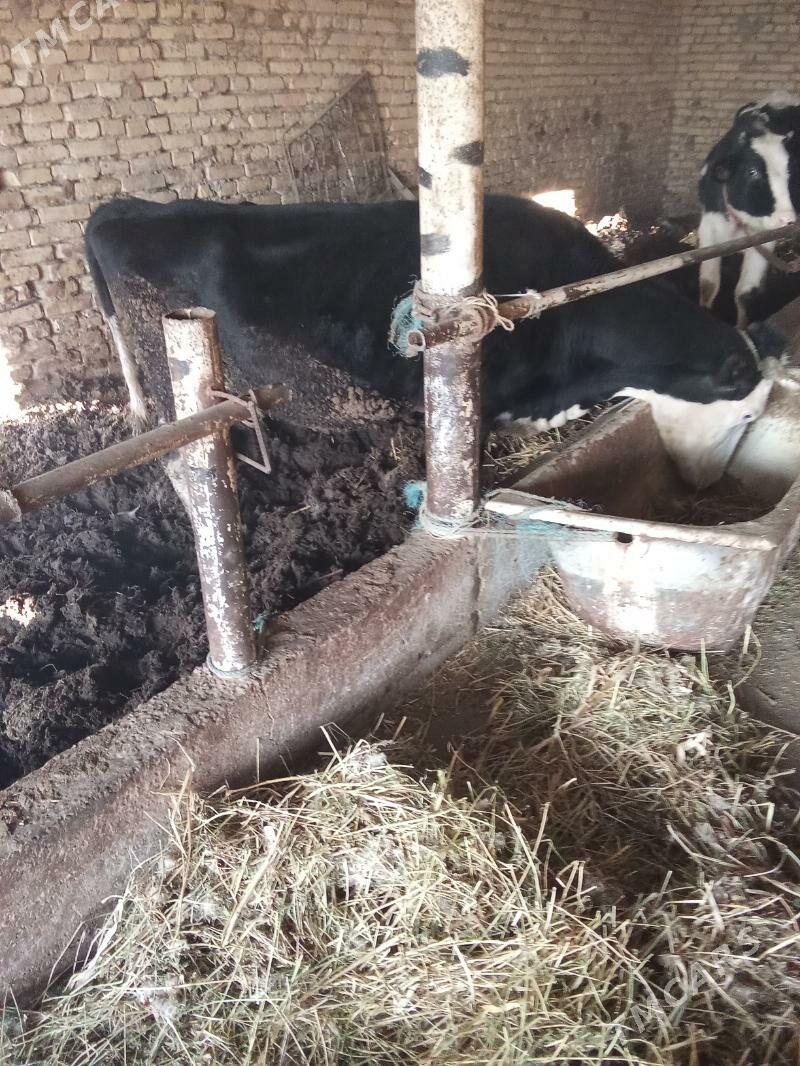 Сыгыр - Türkmenabat - img 2