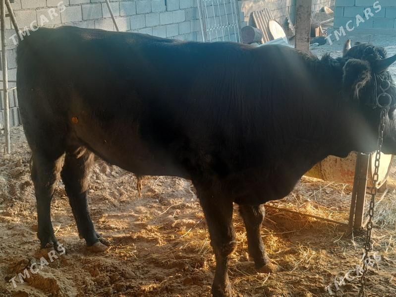 ОКУЗ - Багир - img 2