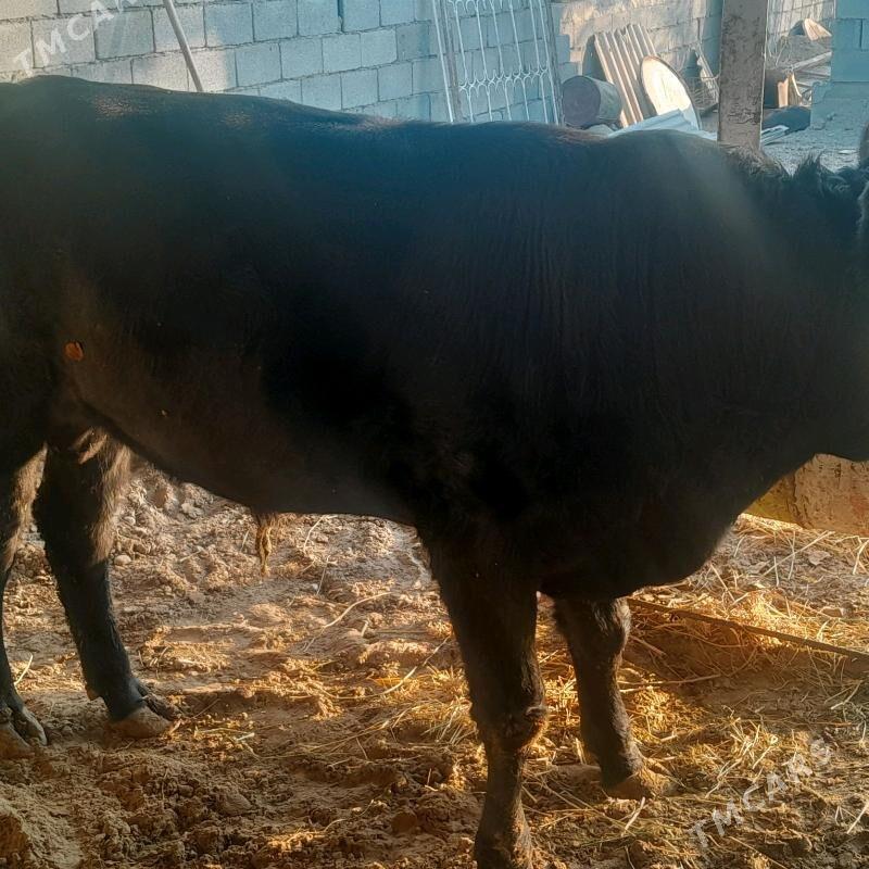 ОКУЗ - Багир - img 1