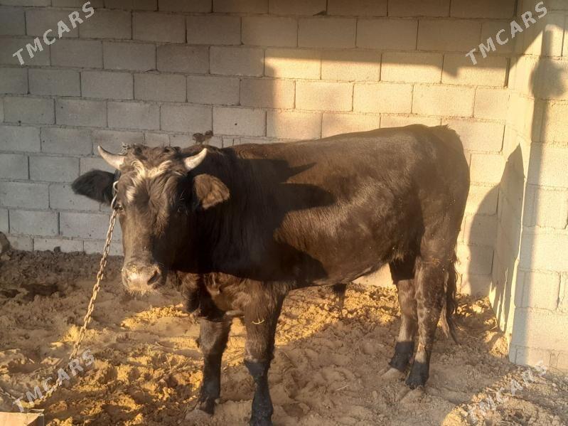 ОКУЗ - Багир - img 3