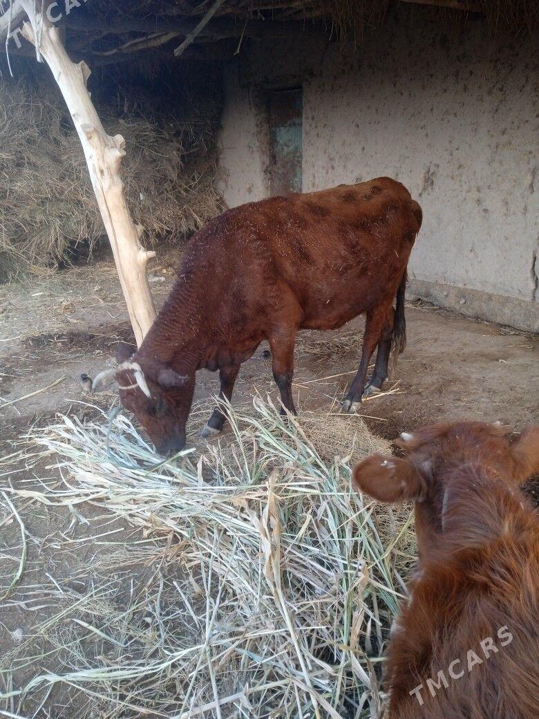 сыгыр тана - Gubadag - img 5