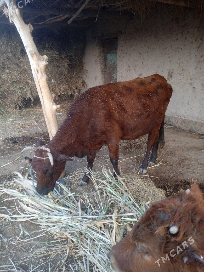 сыгыр тана - Gubadag - img 3