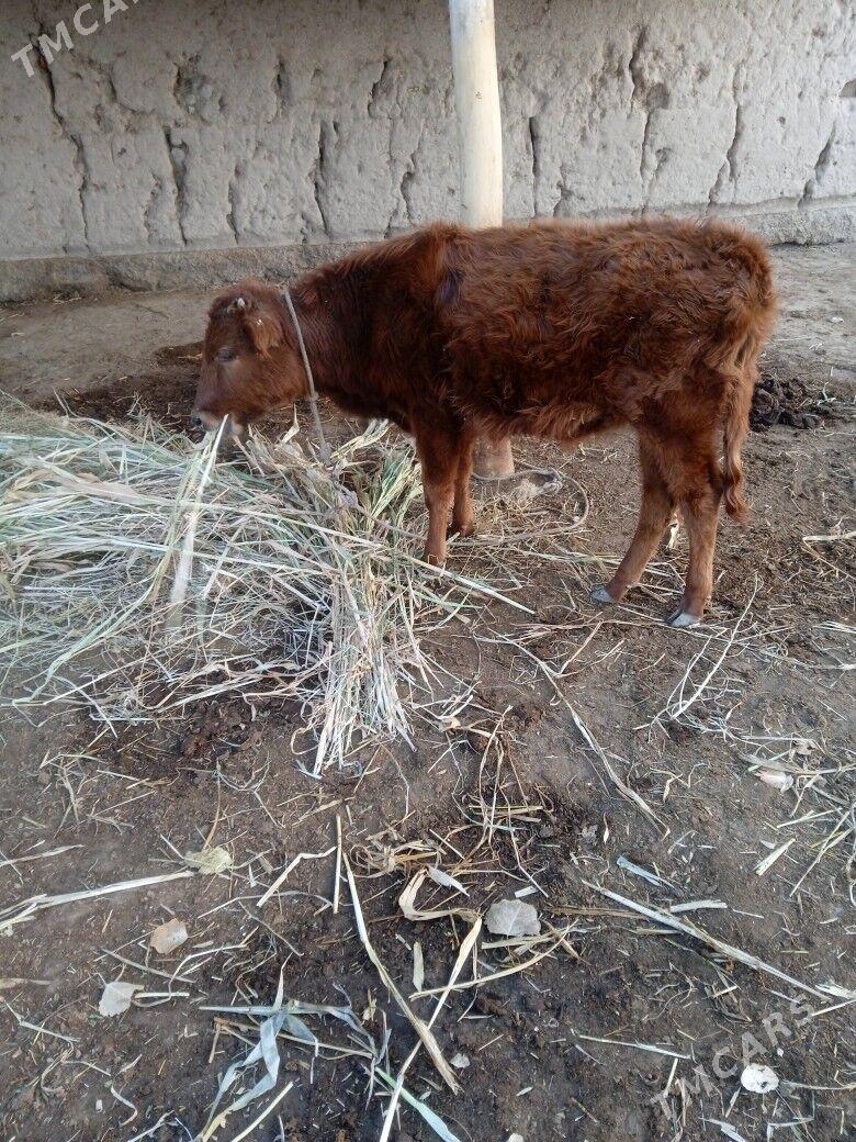 сыгыр тана - Gubadag - img 2