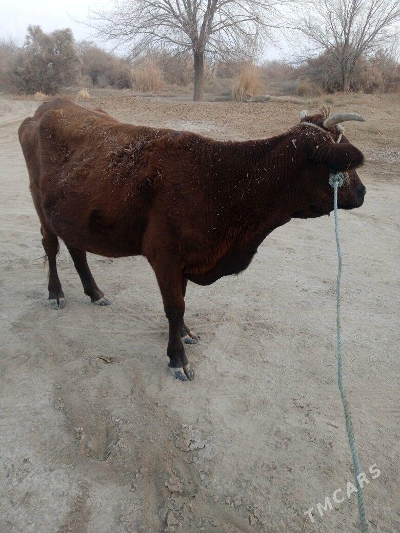 сыгыр тана - Gubadag - img 4