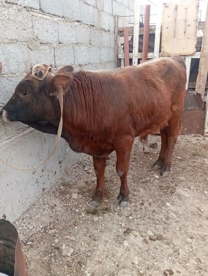 okuz - Балканабат - img 1