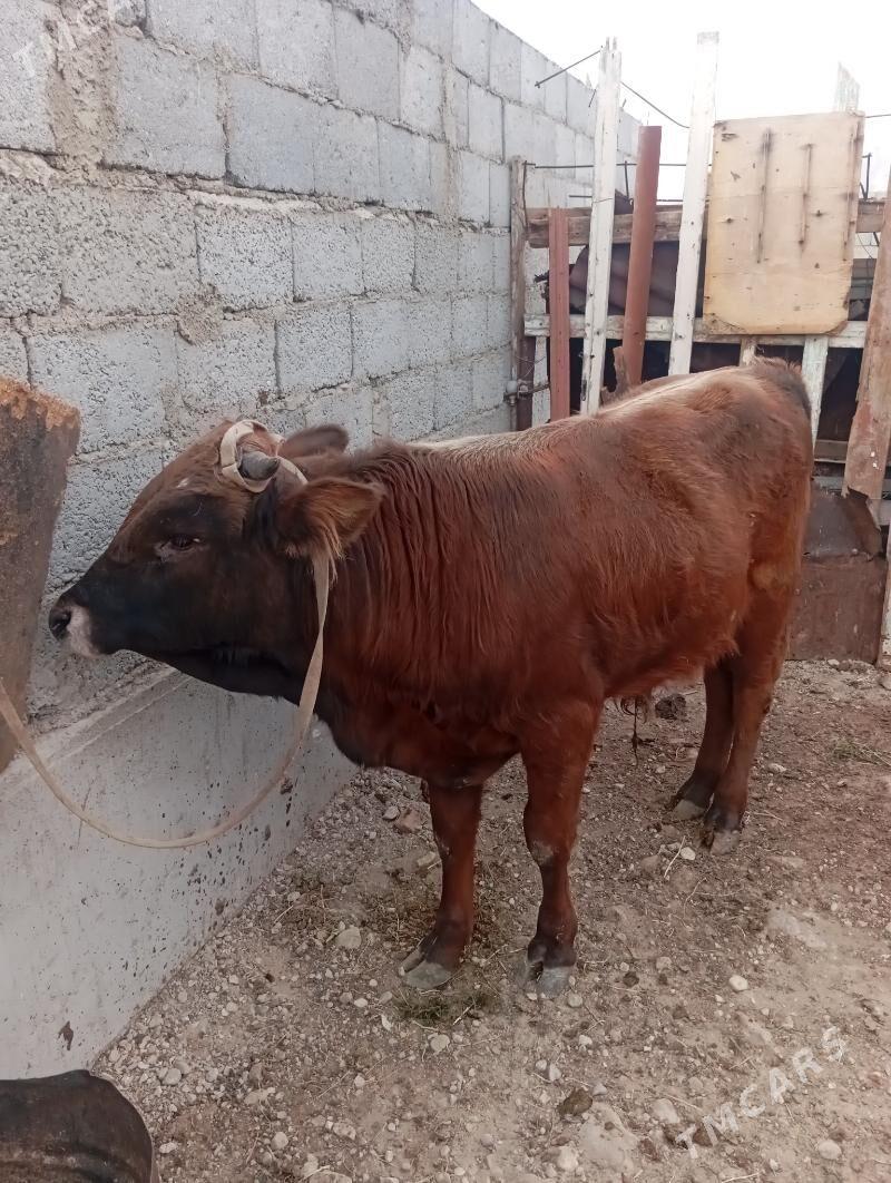 okuz - Балканабат - img 2