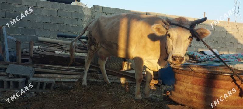 sygyr gololi - Arkadag - img 4