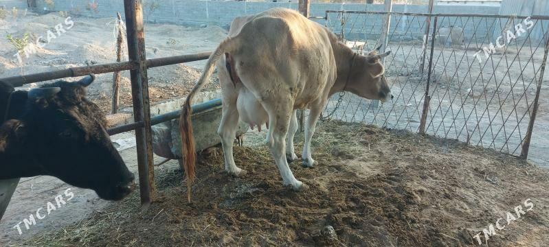 sygyr gololi - Arkadag - img 5