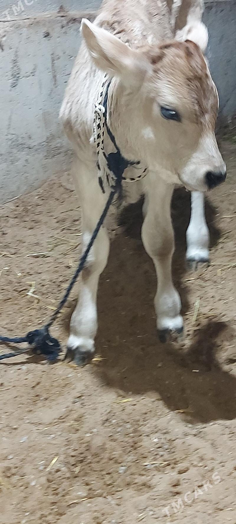 sygyr gololi - Arkadag - img 2