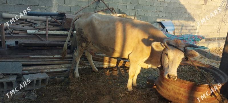 sygyr gololi - Arkadag - img 3